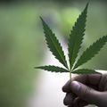 cannabis
